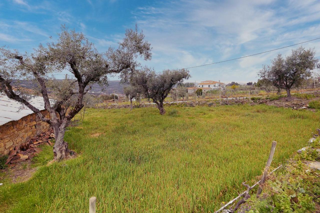 Pomar Das Oliveiras - Private Swimming Pool - Free Ev Chrg - Pet Friendly Carvalhal  Luaran gambar